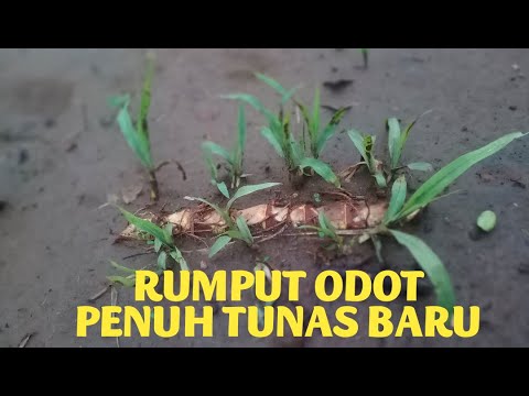 cara menanam rumput odot yg benar tepat dan banyak tunas 