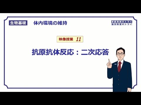 【生物基礎】　体内環境の維持11　抗原抗体反応：二次応答　（１８分）