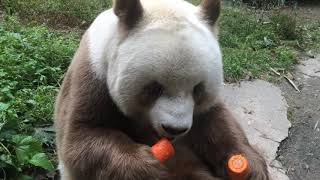 Qizai —The Brown Panda is eating carrots