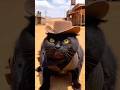 Cowboy Kitty Ready for a Showdown 🤠#yeehaw #cowboys #funnycats #cat