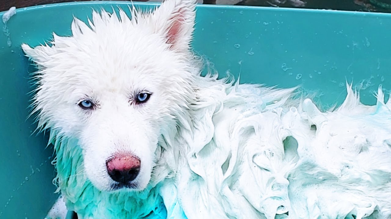 Husky Relaxes In The Tub After She Jumps In Bathtub With Her Boyfriend