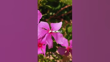 القرآن الكريم ❤️ #قرآن #قران_كريم #تلاوة_خاشعة #تلاوات #اللهم_صل_وسلم_على_نبينا_محمد #اكسبلور