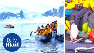 Penguin escapes killer whales by jumping into tourist boat in Antarctica