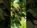cinnabar moth inchicore dublin