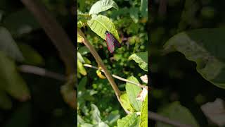 cinnabar moth inchicore dublin