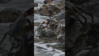 Saw Black green Unique Crab At Sea #crab #crabs #unique #sea #minicrab #black #green #hermitcrab