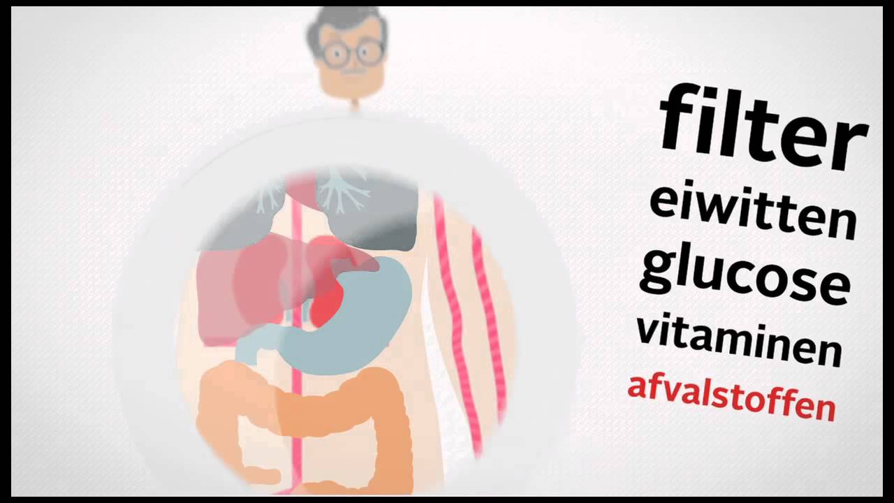 Hoe werken je nieren YouTube