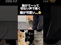 猫の「助けて」が切なすぎた🥹#shorts #猫 #猫のいる暮らし