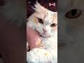 U.S.A✨ #cat #cute #butifyoucloseyoureyes#USA#DA PUMP
