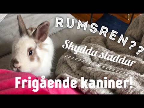 Video: Hur Man Kan Stoppa En Kanin Från Att Tugga På Ledningar