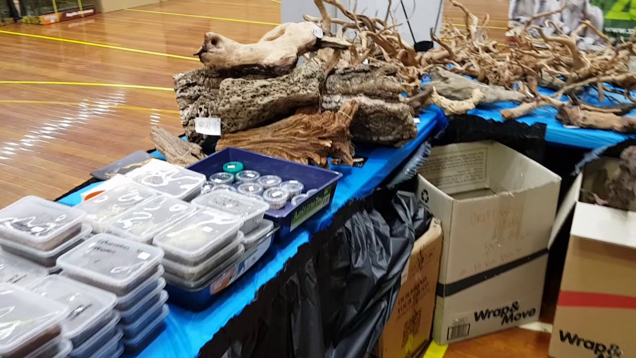 Wollongong Reptile Expo 2018 The Shop!! YouTube