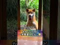 かわいいんだけど…😂 これわかる人いるかな🐕笑 #shorts #柴犬 #かわいい #おもしろ #可愛い #shibainu #アニメ #怖い