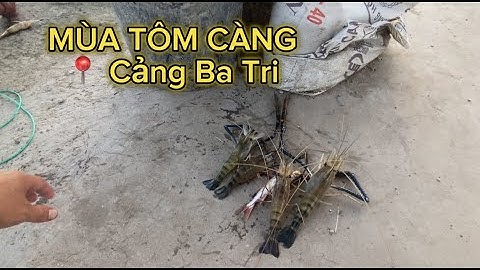 Câu Tôm Càng Xanh Ở Cảng Cá Ba Tri |#cautom #caucabien @minhnhatbt