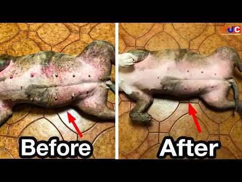 Do This if Your Dog Have Skin Rashes & Redness 🐶