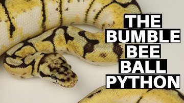 Morph Guide #9: The Bumble Bee Ball Python - Benjamin