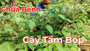 Cây Tầm Bóp - Bài thuốc nam rất tốt trị viêm họng, tiểu đường, mụn nhọt , thanh lọc cơ thể.