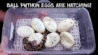 Cutting More Ball Python Eggs! by Chris Hardwick 3,997 views 1 year ago 14 minutes, 23 seconds