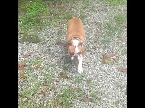 Adestramento Adestrador de cães Guarujá Santos São Vicente