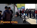 Талдыкорган рынок птиц и голубей. Воскресный базар.