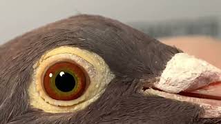 Meulemans 746