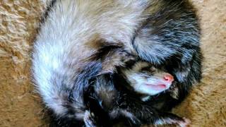 Cute And Funny Sleeping Ferrets
