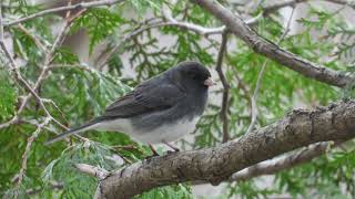 Birds of Dundas Valley Conservation Area in 4K | Cardinals, Blue Jays &amp; Red-Tailed Hawks Up Close