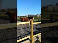 April 2018 - 1. Test -  Capi steht mit einem Pferd zusammen! - Teil 3 von 5