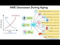 Are there foods that can increase NAD? (Part I)