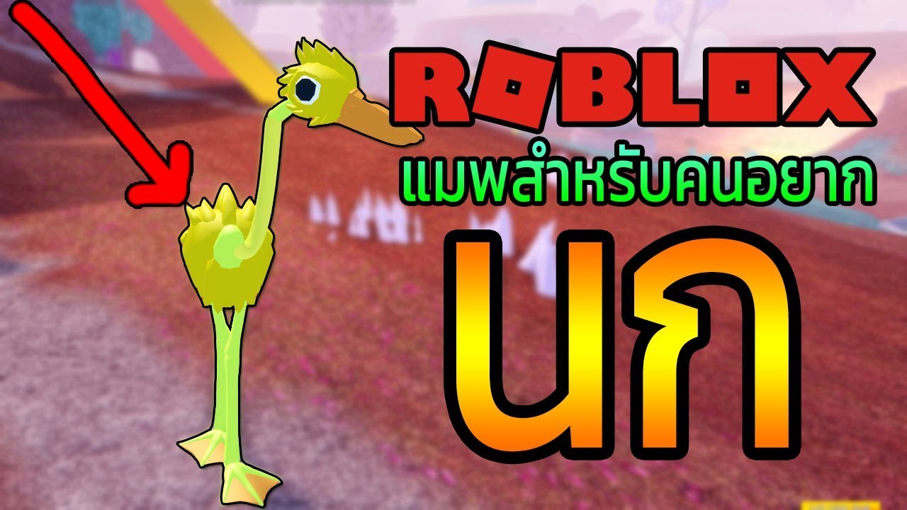 Roblox Bird แมพสำหรบคนอยาก นก - roblox bird