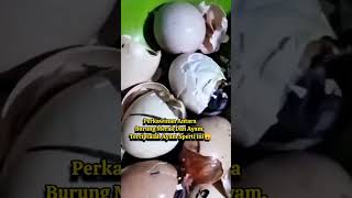 Download Lagu kawin silang merak \u0026 ayam #merak #burung #fyshorts #fys MP3