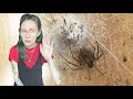Brown Recluse lays THIRD EGGSAC - what's inside?