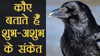 Crow Symbolises | कौए से जानिए  शगुन और अपशगुन के संकेत | Boldsky
