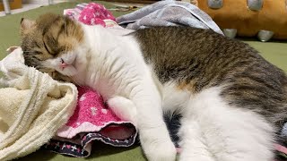 洗濯物にうっとりしちゃうパパ猫が可愛すぎるw