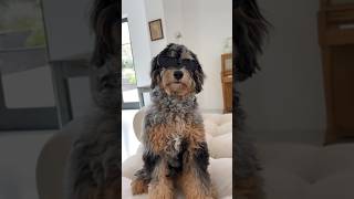 a very realistic day in the life of presley chords