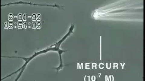 Effects of Mercury on Brain Neuron Degeneration(1).mp4