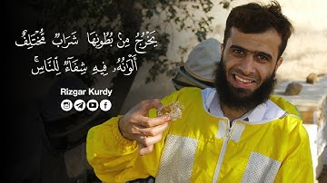 يخرج من بطونها شراب مختلف ألوانه فيه شفاء للناس 🐝🐝 | سورة النحل