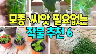 가성비 좋은 텃밭작물, 공짜로 심는 꿀팁! 마트채소로 텃밭모종 만드는 법🥬삽목이 잘되는 텃밭 작물 추천😄먹고남은 채소 심는 꿀팁 [주말농장 길잡이 #4]