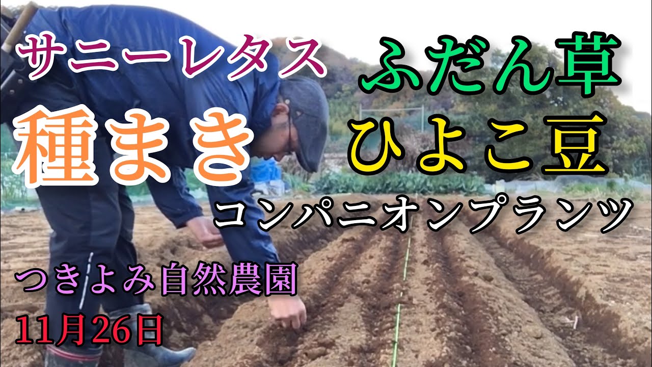 自然農 レタス ふだん草 ひよこ豆の種まき 混植栽培 コンパニオンプランツ バンカープランツ 密植 つきよみ自然農園 11月26日厚木市愛名畑にて Youtube