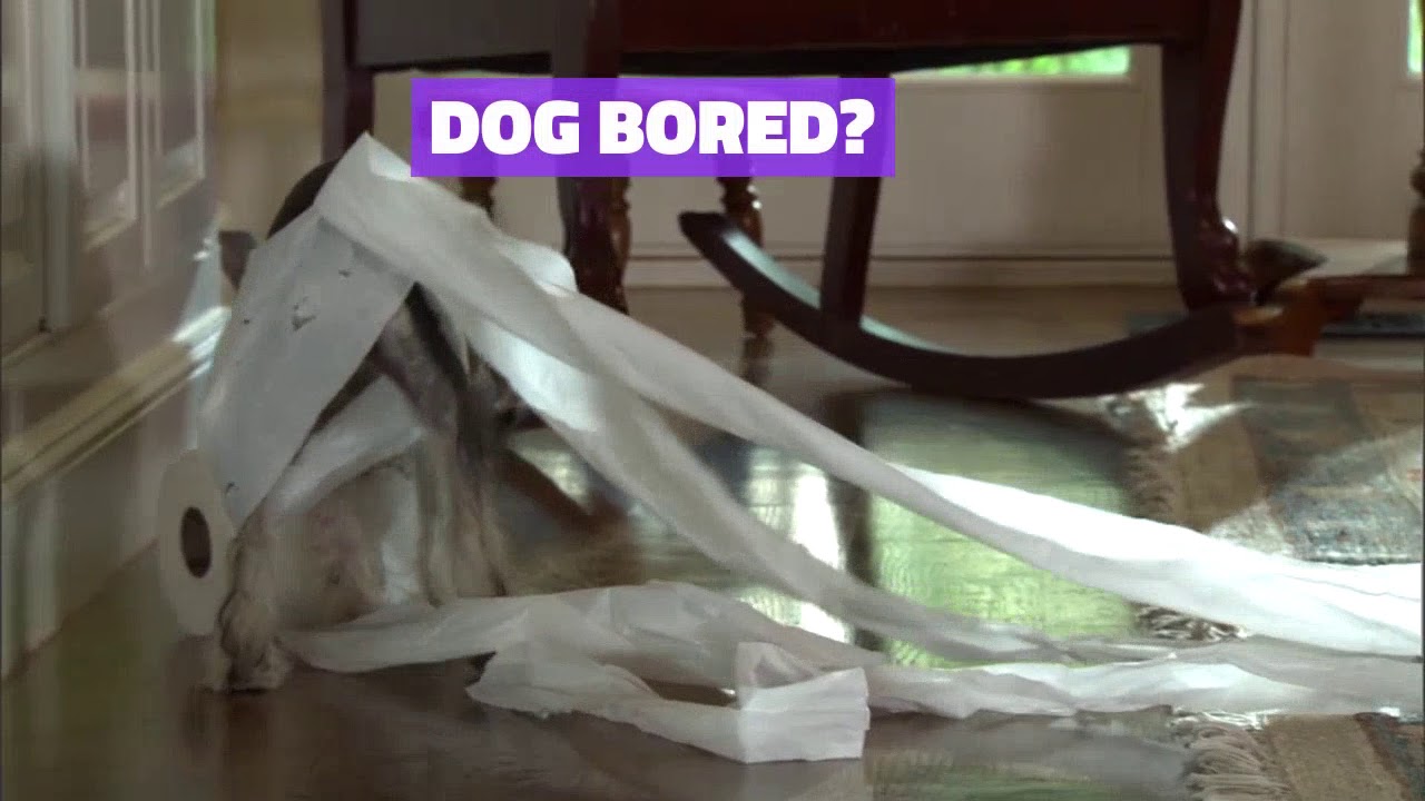 20 Doggy Daycare In NYC YouTube 20-doggy-daycare-in-nyc-youtube