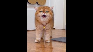 元宝: 唱歌我会！ #戏精猫 #话痨猫#萌宠搞笑