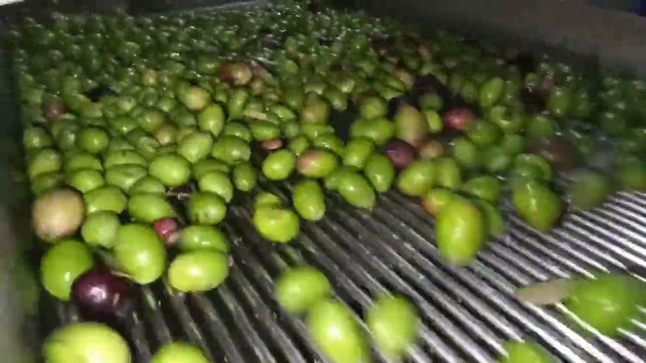 İznik Okan Zeytinyağ Fabrikası 2023