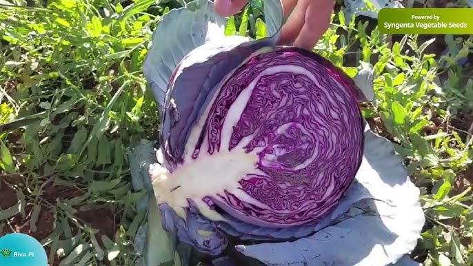 Ona va qiz lezbiyen jinsiy aloqa