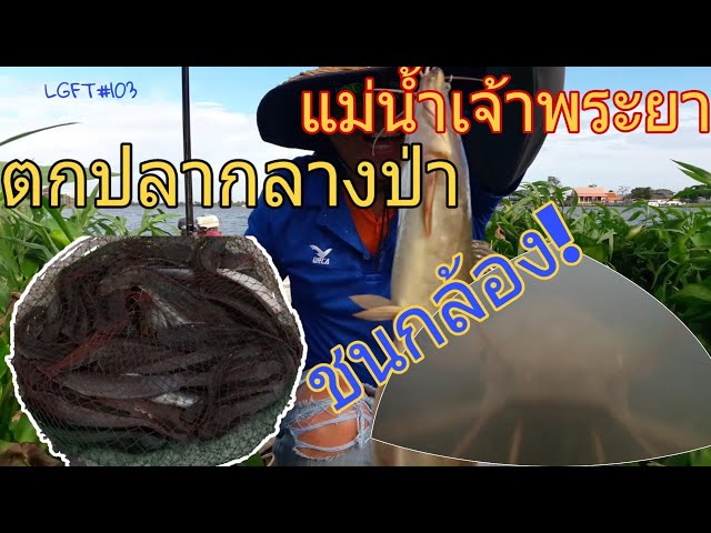 ตกปลาดุก กลางป่า แม่น้ำเจ้าพระยา LGFT#103