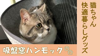 【猫と暮らす】窓に簡単設置！吸盤式猫ベッドで日向ぼっこ by チクchannel 274 views 1 year ago 2 minutes, 10 seconds