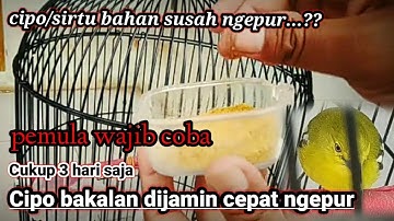 Cara agar burung cipoh / sirtu mau makan pur / voer total dengan mudah
