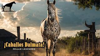 Los Caballos Dalmata El Pelaje Leopardo -Del Cerro Soy