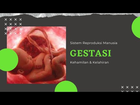 Video: Perubahan Rasio Jenis Kelamin Dari Pembuahan Hingga Kelahiran Dalam Siklus Perawatan-reproduksi-terbantu