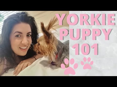YORKSHIRE TERRIER What I wish I knew before I got a Yorkie Puppy!  🐶 dog toys, food, training & more