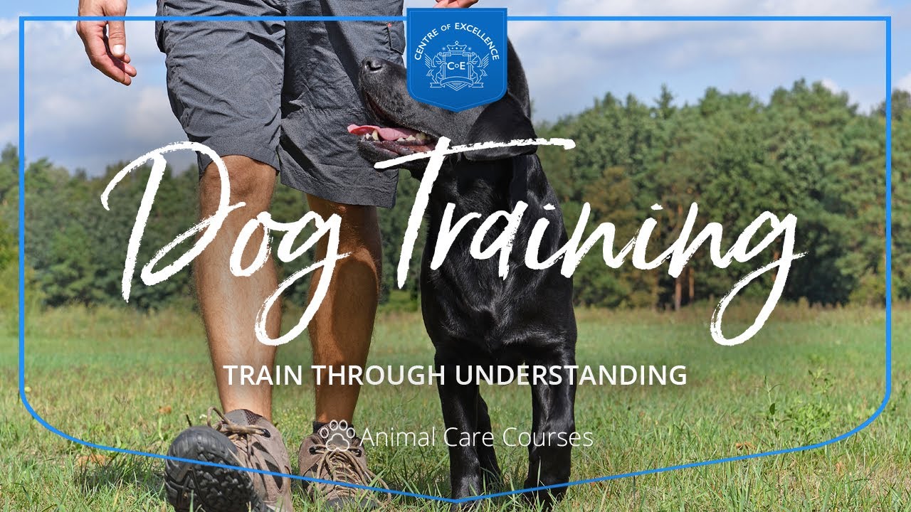 Dog Training Diploma Course | Centre of Excellence | Transformative  Education & Online Learning - YouTube