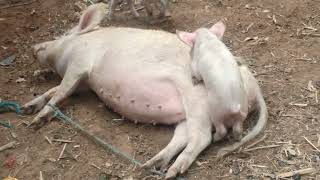 Naturebreeding Of Pigs